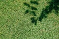 Green grass texture from a field with branch shadow, minimal green background Royalty Free Stock Photo