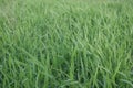 Green grass texture Royalty Free Stock Photo