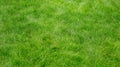 Green grass texture Royalty Free Stock Photo