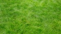 Green grass texture