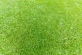 Green grass texture for golf course background. Green lawn pattern and texture Royalty Free Stock Photo