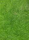 Green grass Texture.Green grass background.View of green grass.Grass texture of football.Fresh grass.