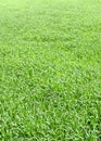 Green grass texture green of young wheat in early summer on field Royalty Free Stock Photo
