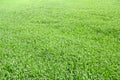 Green grass texture green of young wheat in early summer on field Royalty Free Stock Photo