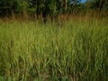 Green grass texture for horizontal background borders Royalty Free Stock Photo