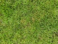 Green grass texture, Green lawn pattern and texture background. Close-up.football lawn, loaded surface, playing area, autumn