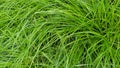 Green grass texture with long thin blades of grass after rain Royalty Free Stock Photo