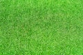 Green grass texture patterned Royalty Free Stock Photo