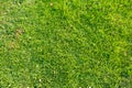 Green grass texture in the sun 3 Royalty Free Stock Photo