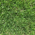 Green grass texture on top pattern Royalty Free Stock Photo