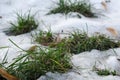 Green grass on a thawed patch. The onset of spring. Welcome, Apr Royalty Free Stock Photo