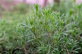 Green grass on thin stems with small leaves and petals.