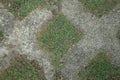 green grass thrives on the cement and forms beautiful patterns Royalty Free Stock Photo