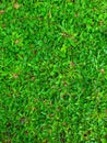 Green grass thrives in kora park Royalty Free Stock Photo