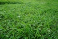 Green grass thrives in the rainy season