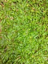 Green grass thrives in the yard Royalty Free Stock Photo