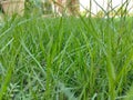 green grass thrives in the yard Royalty Free Stock Photo