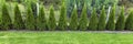 Green grass with thuja trees
