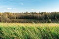 Green grass tilted by wind on a background of autumn forest, eve