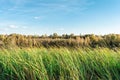 Green grass tilted by wind on a background of autumn forest, eve