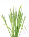 Green grass timothy-grass on a white background Royalty Free Stock Photo