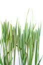 Green grass timothy-grass on a white background Royalty Free Stock Photo