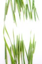 Green grass timothy-grass on a white background Royalty Free Stock Photo