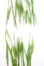 Green grass timothy-grass on a white background Royalty Free Stock Photo