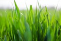 Green grass timothy-grass on a white background Royalty Free Stock Photo