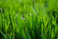 Green grass timothy-grass on a white background Royalty Free Stock Photo