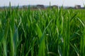 Green grass timothy-grass on a white background Royalty Free Stock Photo