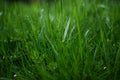 Green grass timothy-grass on a white background Royalty Free Stock Photo