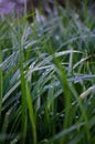 Green grass timothy-grass on a white background Royalty Free Stock Photo