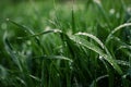 Green grass timothy-grass on a white background Royalty Free Stock Photo