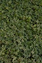 Green grass with tiny leaves of different shades. Nature is going back after the lockdown Royalty Free Stock Photo
