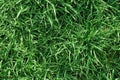 Green grass, top view, texture for background or wallpaper. Green lawn, pattern and texture background for text or advertising. Royalty Free Stock Photo