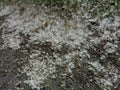 Green grass on the trail covered with poplar fluff. Heat. Summer. Allergy Royalty Free Stock Photo