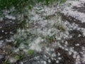 Green grass  on the trail covered with poplar fluff. Heat. Summer. Allergy Royalty Free Stock Photo