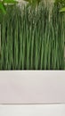 Green Grass Tranquility White Vase