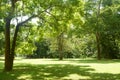 Green grass and tree