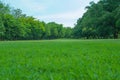 Green grass , tree in the patk Royalty Free Stock Photo