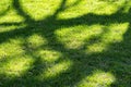 Green grass with tree shadows.