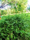 Green Grass  tree somany green plants.Background green field Royalty Free Stock Photo