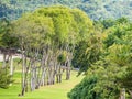 Green grass, trees, forest and mountain landscape Royalty Free Stock Photo