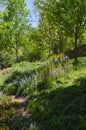 Green grass and trees in a large well landscaped park