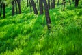 Green grass and trees Royalty Free Stock Photo