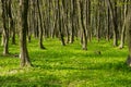 Green grass between trees in the spring forest Royalty Free Stock Photo