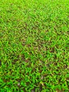 Green grass in tropical field