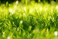Green Grass Tuft