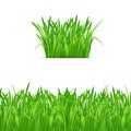 Green grass tuft and border on white background